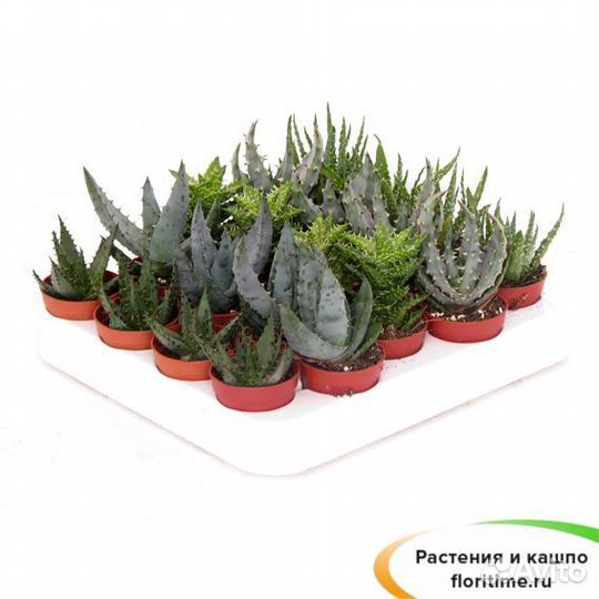 Алоэ микс, 6/10, 12 штук