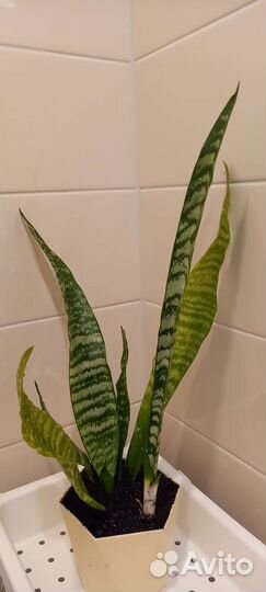 Сансевиерия