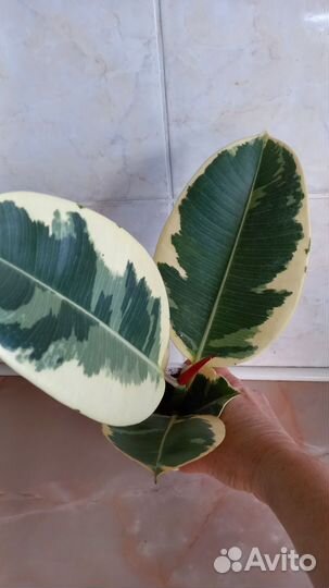 Фикус эластика тинеке