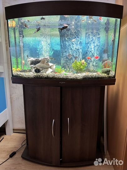 Аквариум с тумбой 120 литров. Весь комплект и рыбы