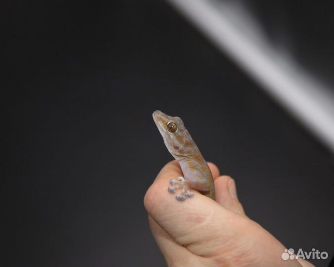 Африк. вееропалый геккон - Ptyodactylus togoensis