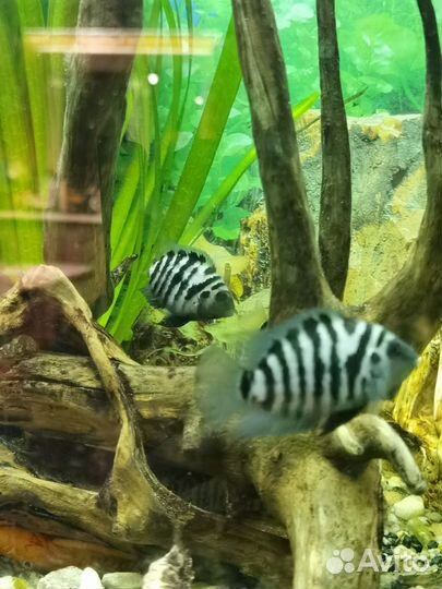 Цихлозома чернополосая