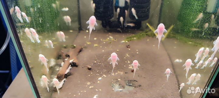 Аквариумные рыбки