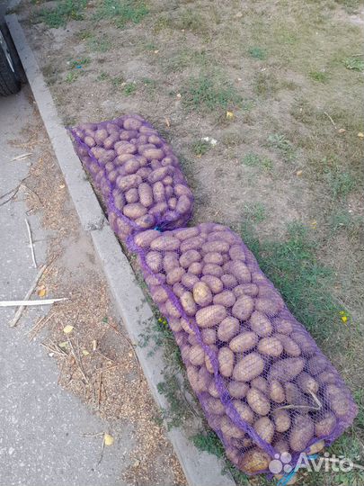 Картошка на корм скоту