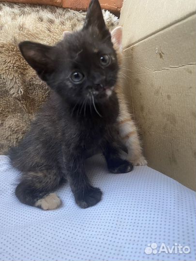 Котята в добрые руки бесплатно