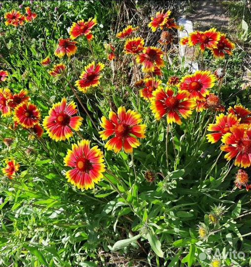 Растения для сада