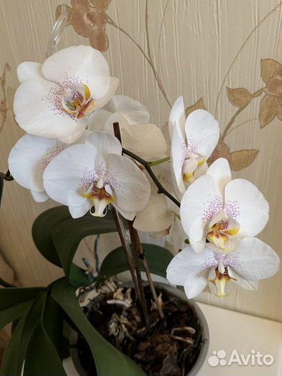 Орхидея
