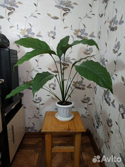 Спатифиллум (женское счастье) - взрослое растение