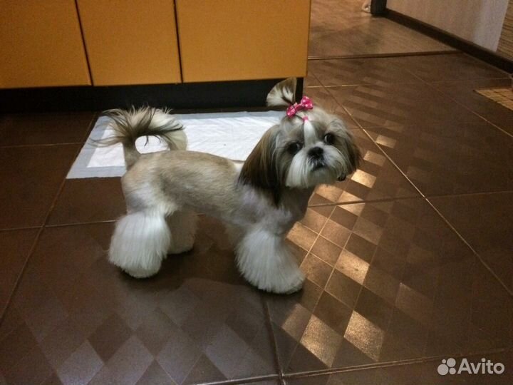 Стрижка кошек и собак, выезд на дом