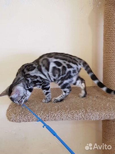 Бенгальская кошка