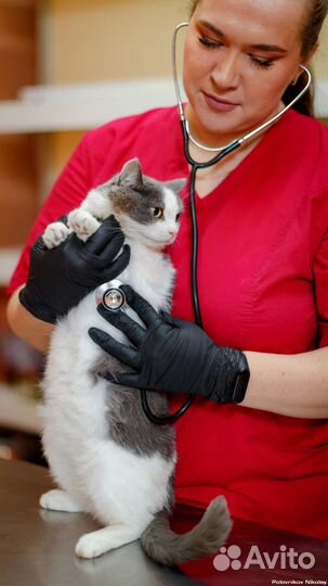 Кастрация котов, стерилизация кошек