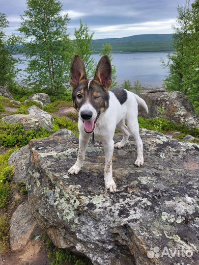 Щенок в добрые руки