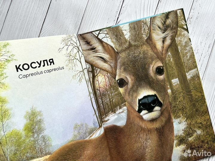 Лесные животные в натуральную величину