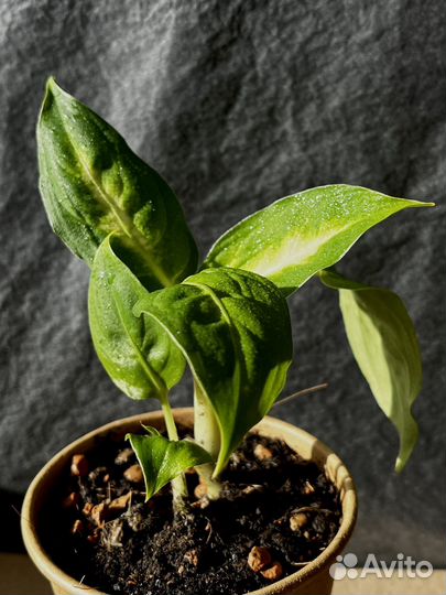 Диффенбахия Камилла / Рефлектор