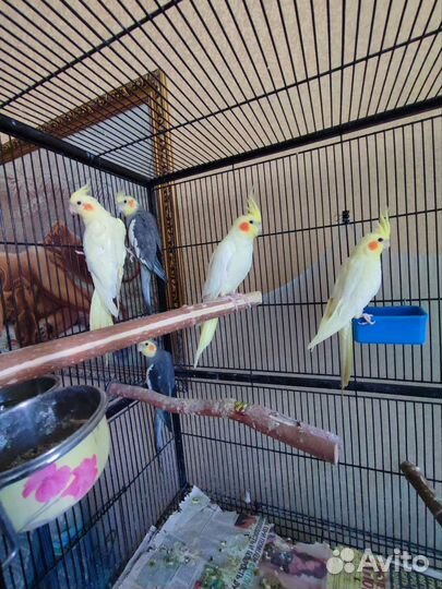 Попугай корелла