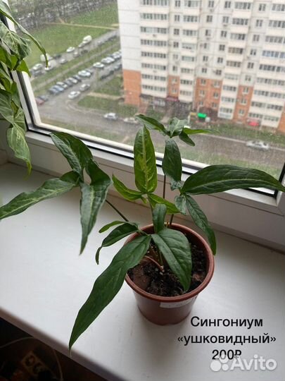 Комнатные растения