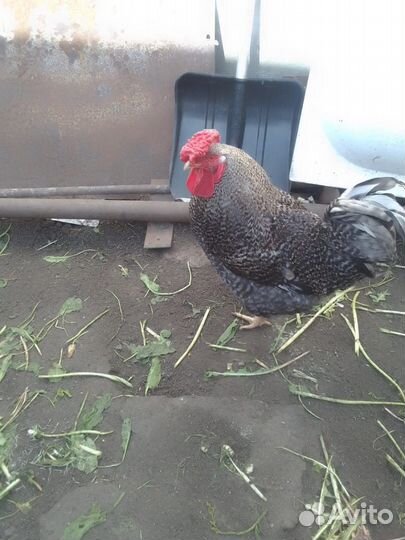 Молодой петух