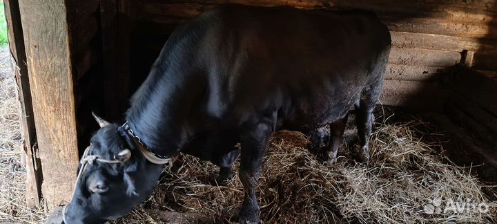 Быки на мясо