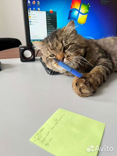 Котик в дабрые руки