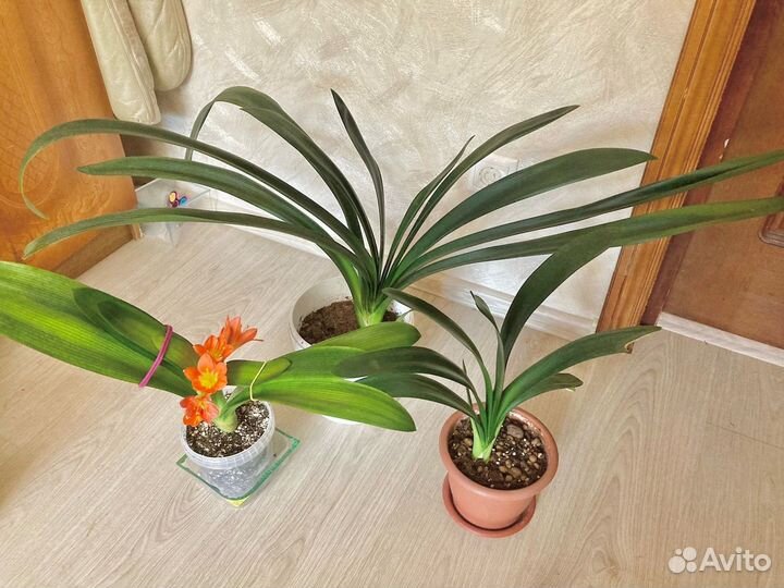 Кливия оранжевая