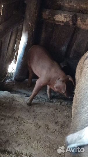 Продам поросят