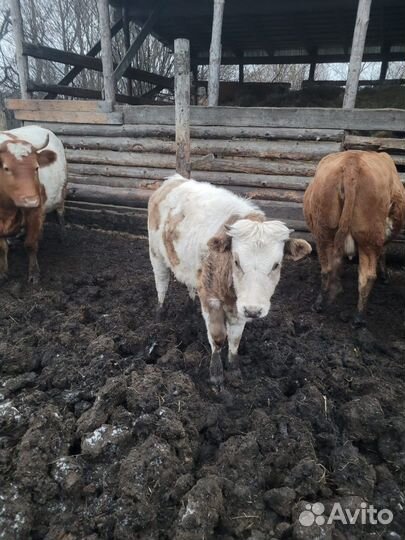 Коровы телки