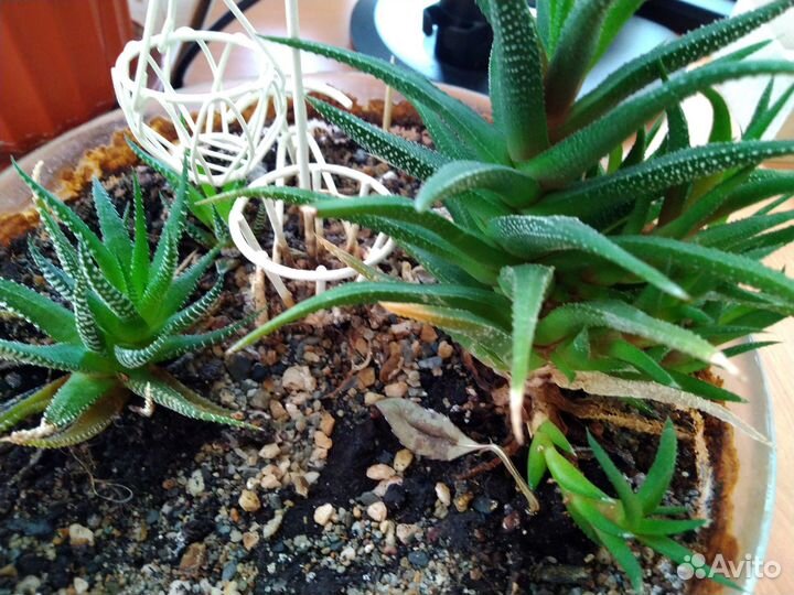 Комнатные цветы