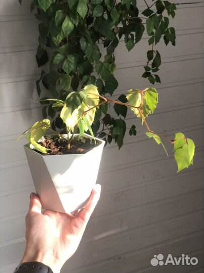 Комнатный цветок Березка (Циссус ромболистный)