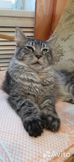 Мейн-кун полидакт вязка