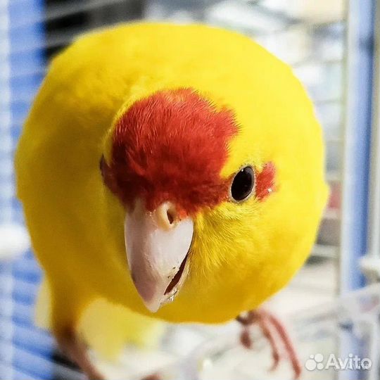 Попугаи какарики