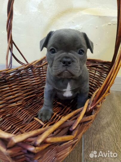 Французский бульдог