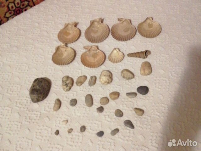 Ракушки и камушки для аквариума