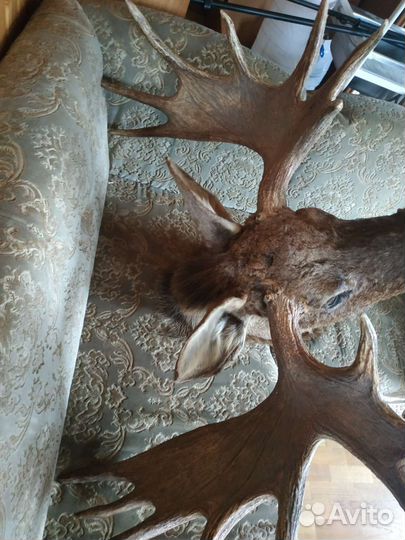 Чучело голова лося