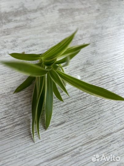 Хлорофитум