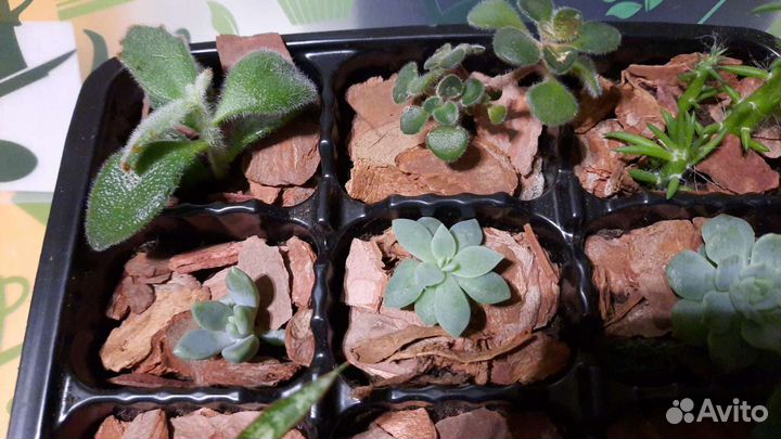 Миниатюрный сад пустыни суккуленты