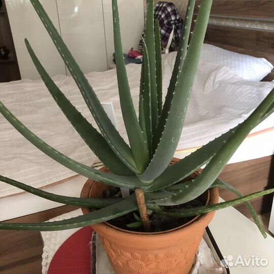 Комнатное растение алоэ вера