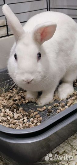 Кролик мини