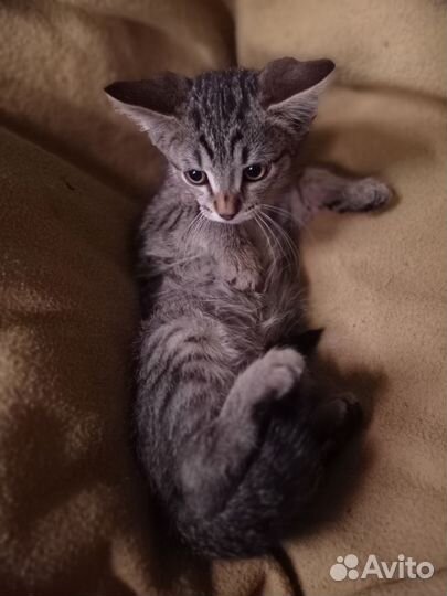 Кошечка 7месяцев