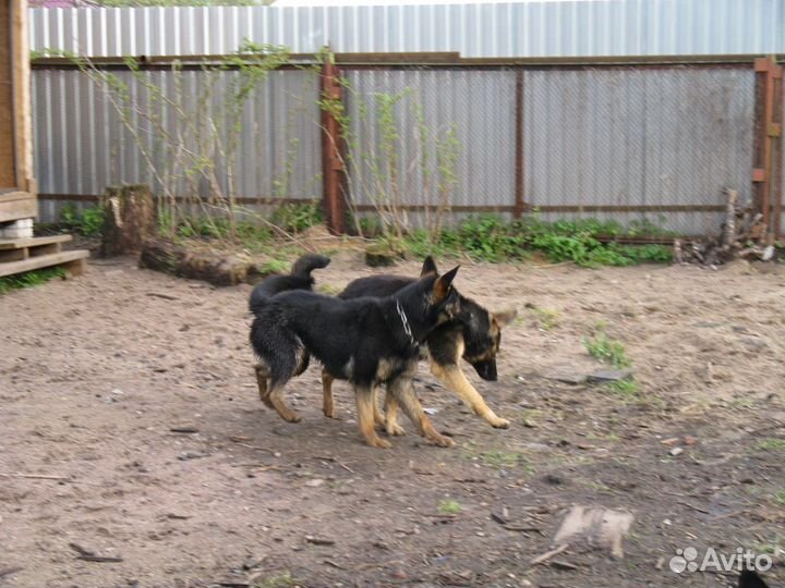 Гостиница для собак. дрессировка передержка