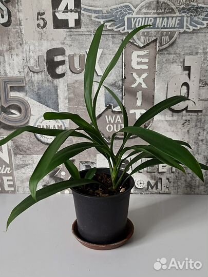 Комнатные растения цветы