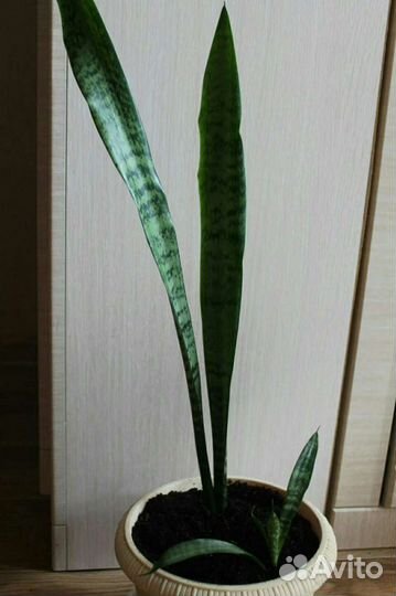 Сансевиерия (щучий хвост или тещин язык)