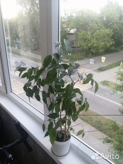 Фикус бенджамина