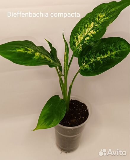 Диффенбахия Компакта