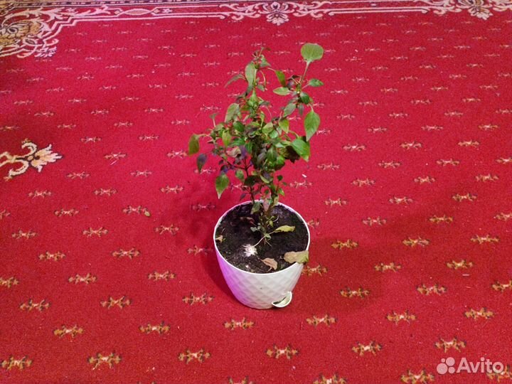 Экзотические растения