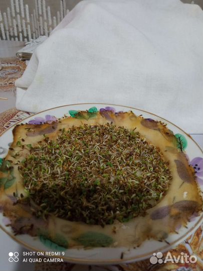 Семена люцерна