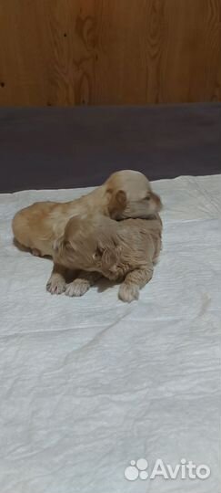 Щенки мальтипу f1 мини