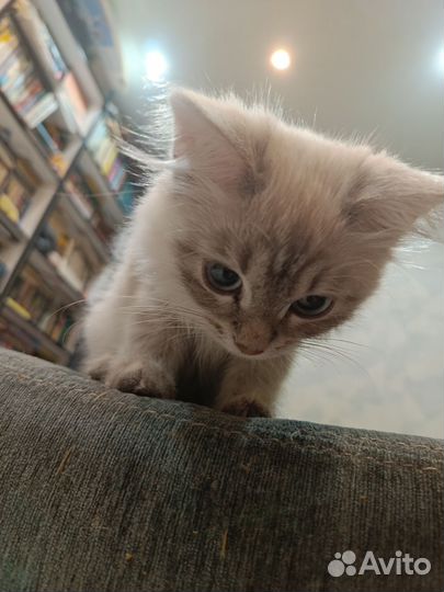 Котёнок девочка Невская маскарадная