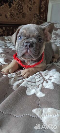 Изабелло генные девочки