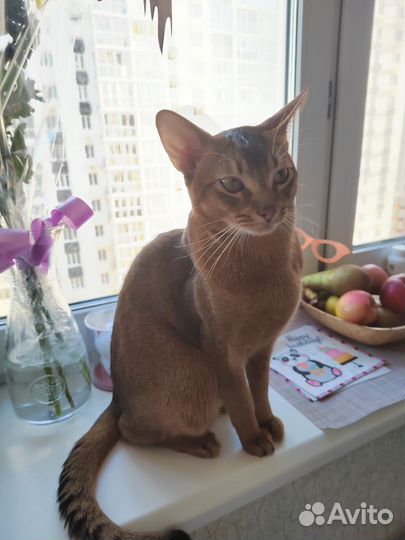 Абиссинский кот вязка, Одинцово, мо