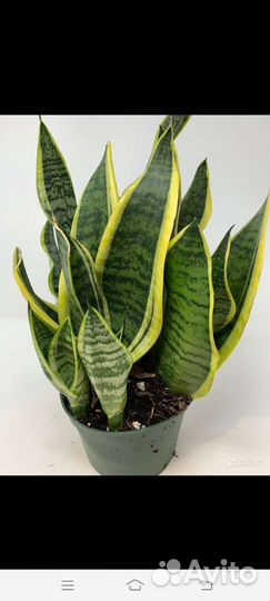 Сансевьера 3 вида